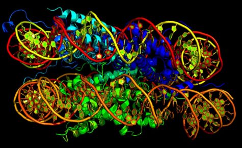 Nucleosome Model Dna Quaternary Structure The Science Survey