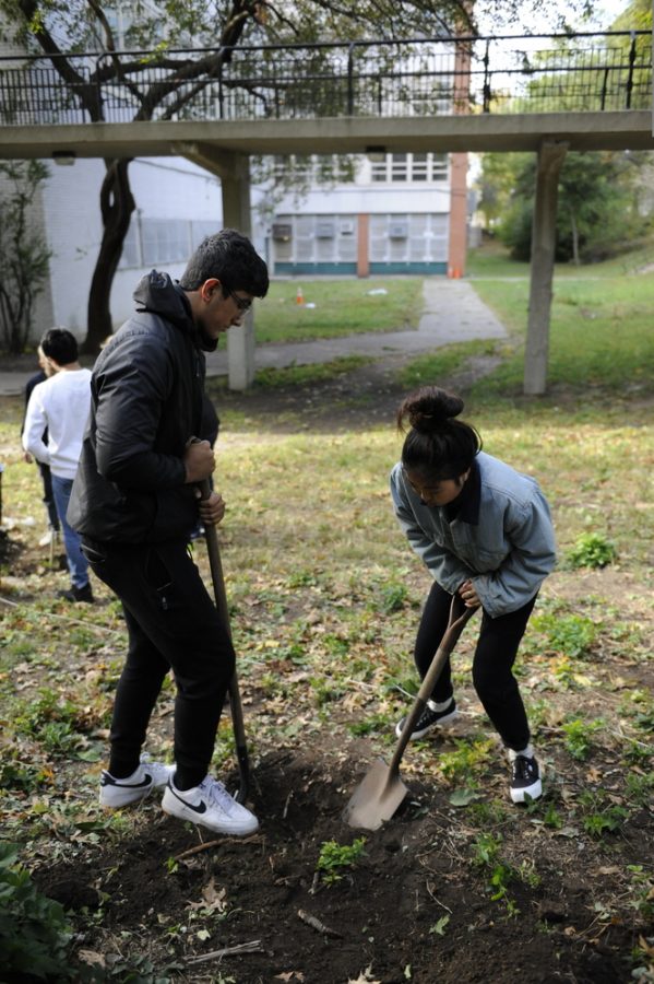  Fardin Chowdhury ’21 and Anna Zhang ’20 use shovels as they dig 
a hole for their future tree. 