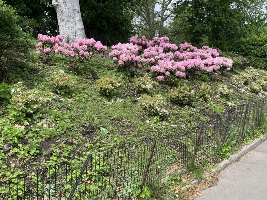 Pink flower bushes bloom in the warm weather bearing fruits of park workers labor.