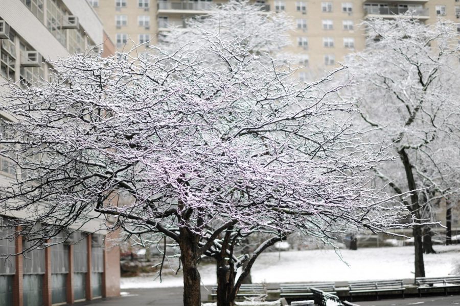 Snowy+tree