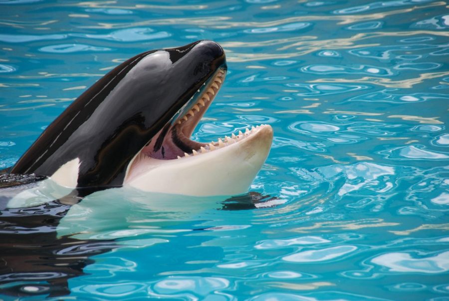 Orca+whales+should+not+be+kept+in+captivity+as+it+greatly+shortens+their+natural+lifespans.+