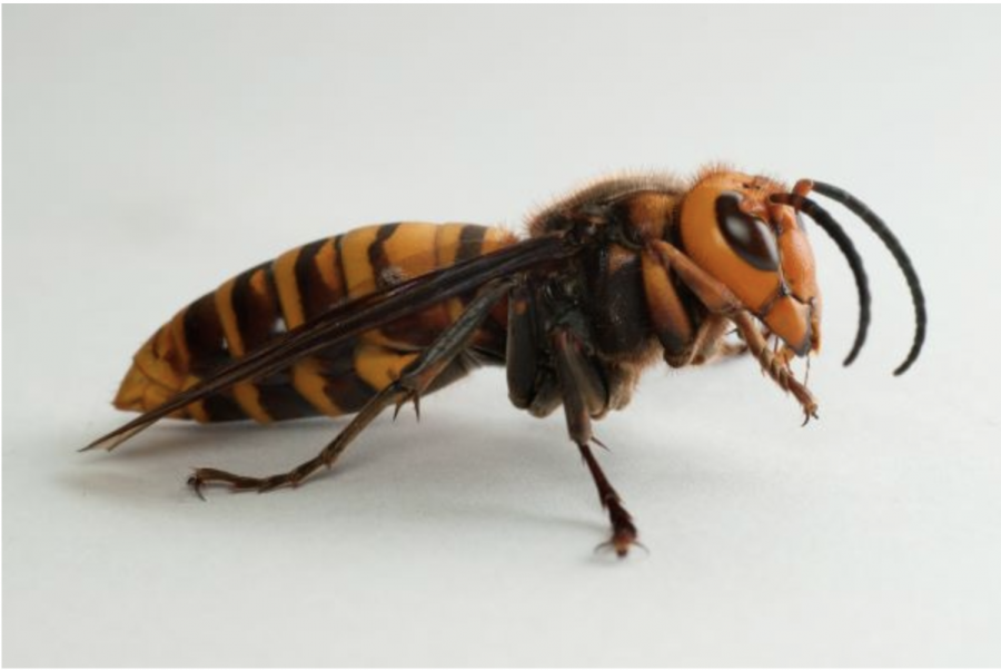 Here is a up close photograph of the male Japanese giant hornet, Vespa mandarinia japonica.

