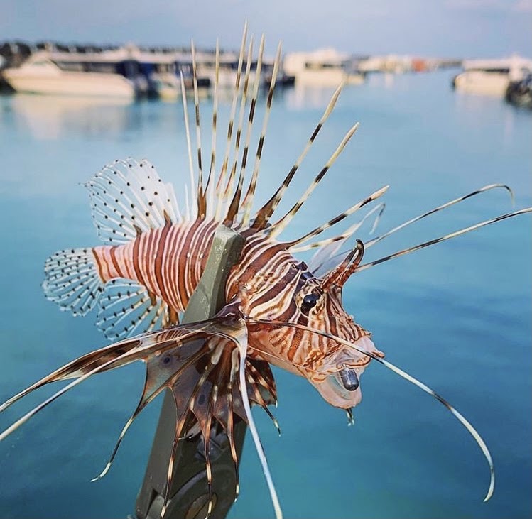 The poisonous spikes of the red lionfish induce pain and sweating and, in extreme cases, respiratory problems and paralysis, but baking the spines render them harmless. 