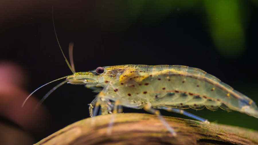 The parading shrimp can travel up to 65 feet upstream, leaving the water in increments of 10 minutes.