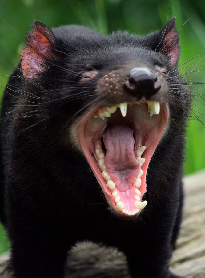 A Tasmanian Devil smiles for the camera. 