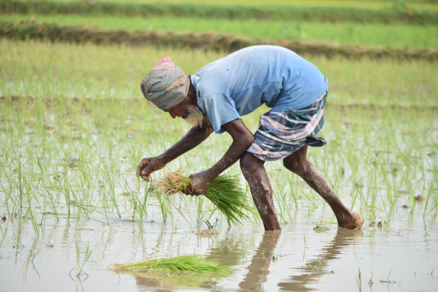 Most Bangladeshi farmers do not have modern equipment such as tractors and automatic seed planters, so they plant seeds and collect harvests one by one with their bare hands.