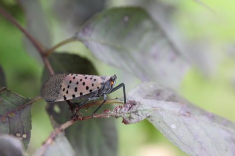 An adult Spotted Lanternfly feeds on a leaf, revealing its distinctive look.