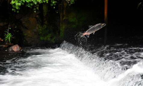 Migratory fish such as salmon swim through rivers in order to lay their eggs in calmer waters upstream. 