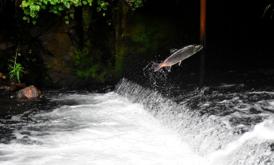 Migratory+fish+such+as+salmon+swim+through+rivers+in+order+to+lay+their+eggs+in+calmer+waters+upstream.+