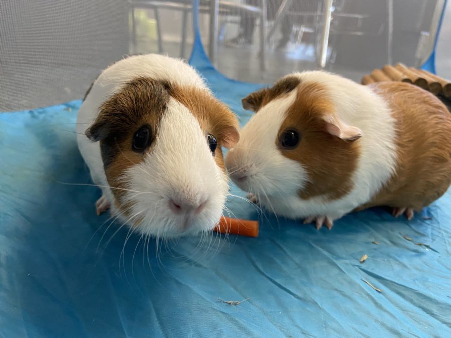 Here, Wilma and BamBam enjoy a carrot. Carrots are high in sugar, so guinea pigs can only be fed carrots twice a day. 