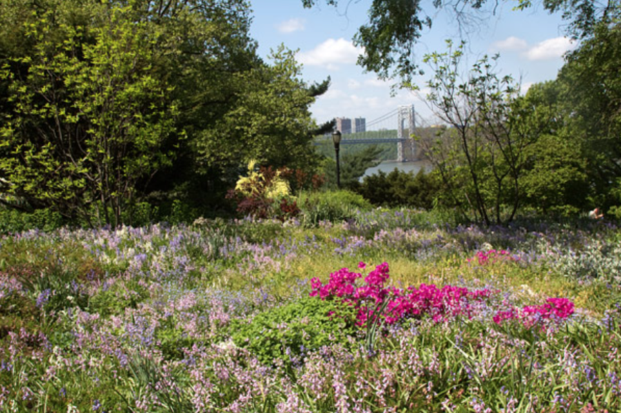 Here are Spring flowers in bloom in Fort Tryon Park’s Heather Garden in Upper Manhattan.