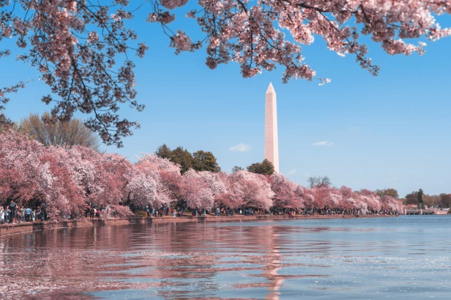 The cherry blossom trees are located close to the Washington Monument, making it a significant attraction and event location for the festival.