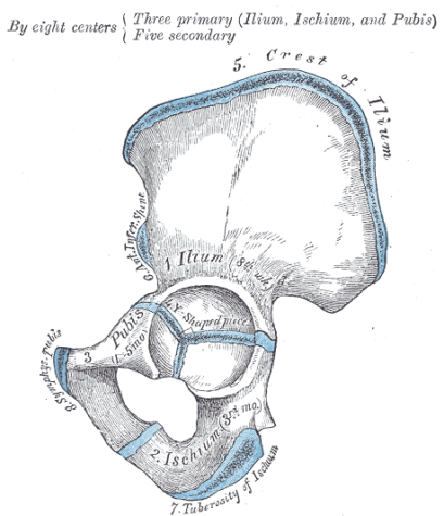 The struggle to remember the name of this bone, the Iliac Crest, becomes a central point of the novel.