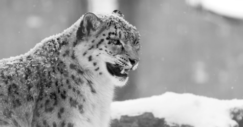 The snow leopard blends into his surroundings, inviting the prey come to him.