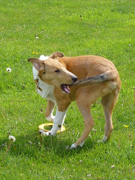 A dog chasing its tail fervently.