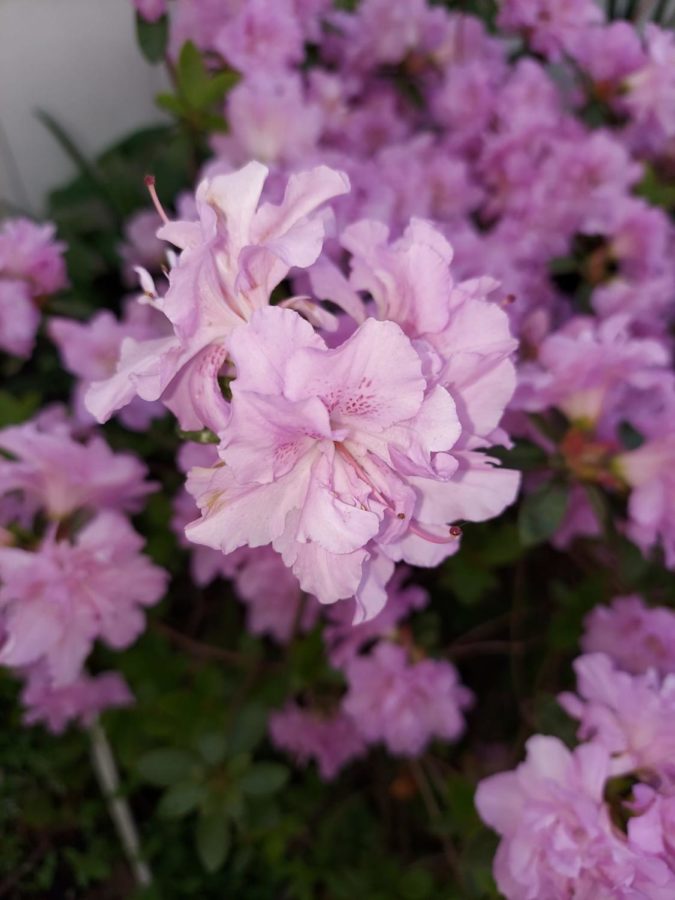 Lavender queen rhododendron 