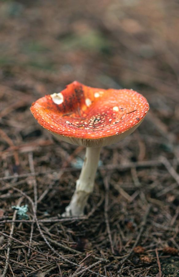The Amanita muscaria is a toxic mushroom of the same Amanita genus as the Deadly Dapperling, the Funeral Bell, and the Destroying Angel, and it is widely known as the mushroom in the Super Mario video game series.