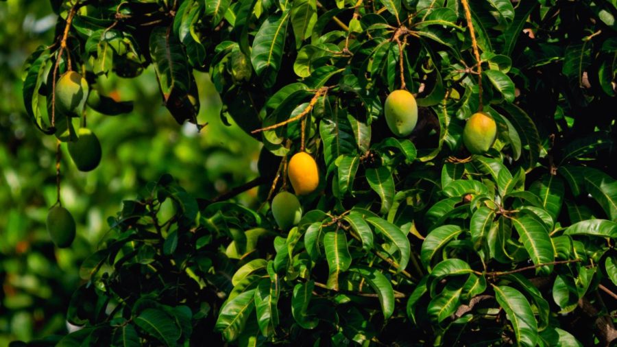Mangoes%2C+known+as+the+king+of+fruits%2C+originated+in+India+over+4%2C000+years+ago.+The+fruit+was+introduced+to+other+parts+of+the+world+through+traders+and+colonizers%2C+and+is+now+cultivated+in+most+frost-free+tropical+climates+including+the+Americas%2C+the+Caribbean%2C+Spain%2C+East+and+West+Africa%2C+and+Australia.