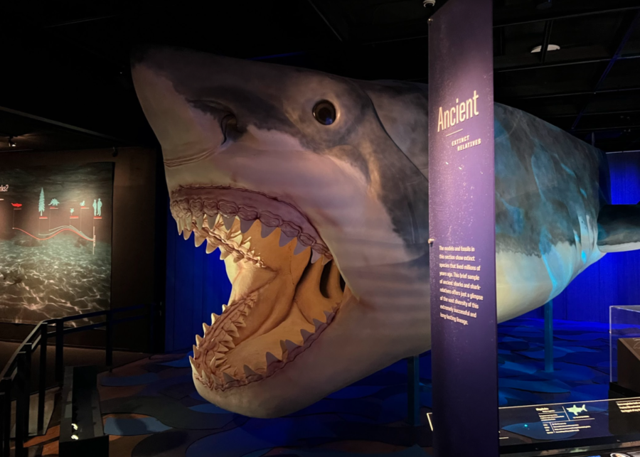 Panels next to the large model of the megalodon describe it being about 50 feet long, significantly larger than the current largest predatory fish, the great white shark. 