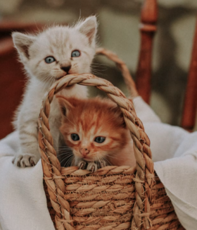 Kittens trigger serotonin and dopamine in people’s brains, making them more loveable to people. 
