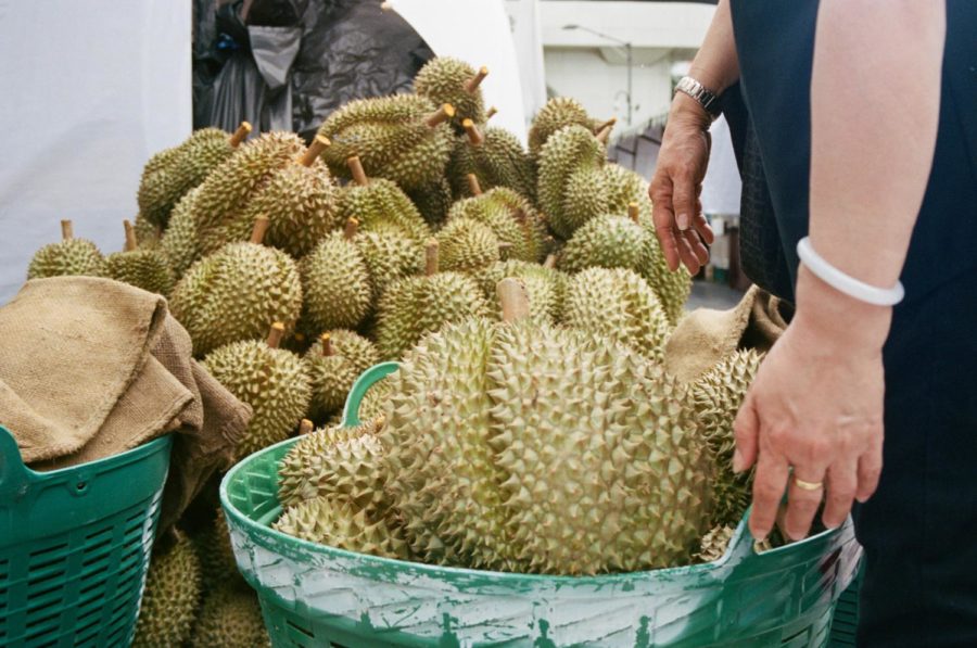 Many+different+types+of+durian+are+sold+in+markets+throughout+Asia+from+July+through+October%2C+each+year.+Before+durian+are+sold%2C+the+fruit+sellers+have+to+make+sure+that+the+durian+fruits+are+completely+ripe+and+ready+to+eat.+