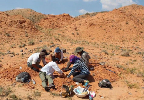 The American Museum of Natural Historys paleontology team is shown digging for fossils on their 2022 trip to Mongolias Gobi Desert. 