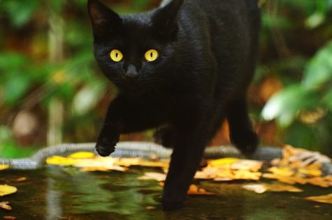 More black cats than any other color are found abandoned on the streets, perhaps due to superstitions about them.