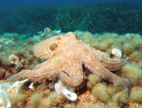 Researchers are beginning to use Octopi more commonly as subjects in neuroscience research. 