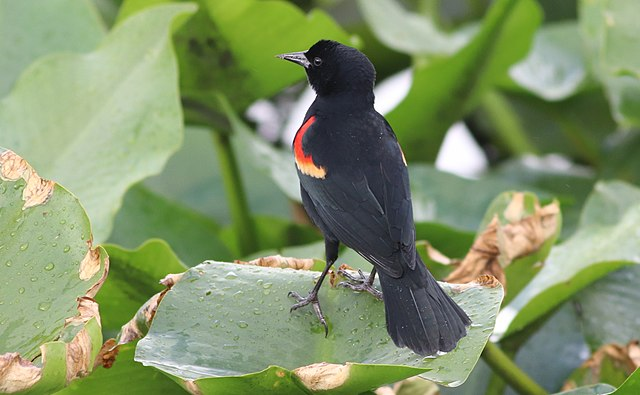 Red-winged Blackbirds, while still common in New York, have seen losses of roughly 90 million birds since the 1970s. As Ken Rosenberg from the Cornell Lab of Ornithology noted, “These bird losses are a strong signal that our human-altered landscapes are losing their ability to support birdlife.” 