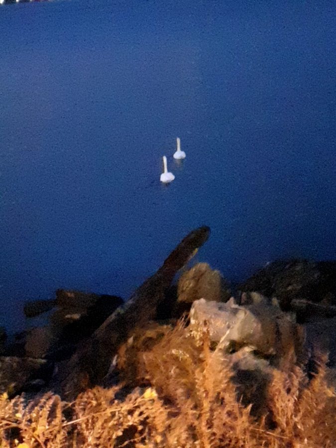 Pictured+here+is+my+first+encounter+with+the+two+swans.+This+picture+was+taken+at+Little+Bay+Park+on+December+11%2C+2021.+