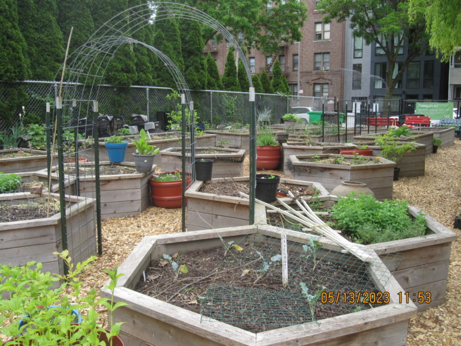 A Labor of Love: The Maple Street Community Garden – The Science Survey