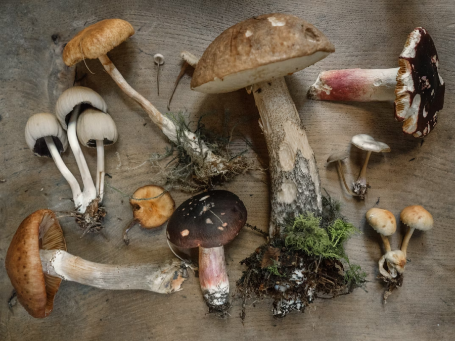 Here are different types of mushrooms laid on the table after foraging. Photo Credit: Andrew Ridley / UnSplash