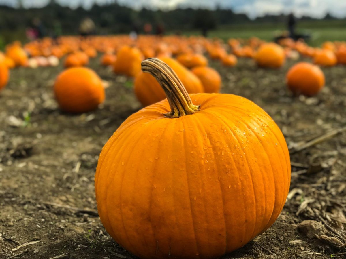 Going to a pumpkin patch is considered to be a classic fall activity. Most pumpkins that you can get from a patch can’t be eaten or used for desserts like a sugar pumpkin can. But many people enjoy having them around or outside their home as a decoration.
Photo Credit: Marius Ciocirlan / Unsplash