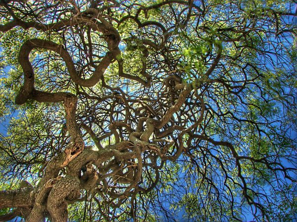 Although we may not recognize it as happy, this Morus plant in Emirgan Park, Istanbul is realizing itself through its thick entanglement of branches and leaves basking in the sunlight. (© Nevit Dilmen, CC BY-SA 3.0, via Wikimedia Commons)