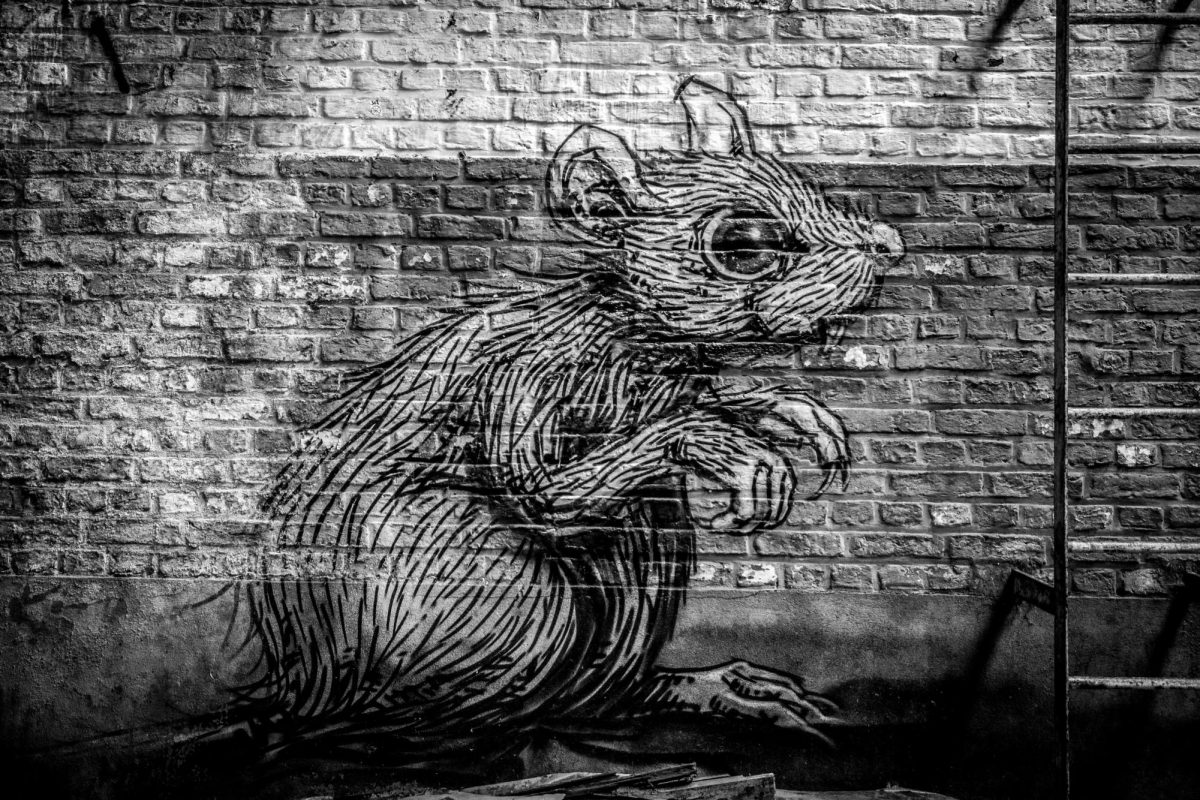 Pictured is a rat as a work of graffiti. The most infamous rat, the brown rat, has been in America for over two centuries, and in such time, has also become a cultural symbol in New York City. (Photo Credit: Taton Moïse / Unsplash)