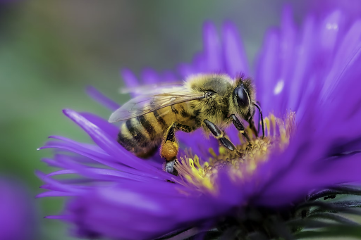This is a honey bee collecting pollen from a purple aster in order to bring back to its hive. (Photo Credit: Dustin Humes / Unsplash)