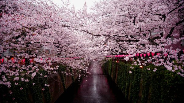 Cherry Blossoms loom over a pathway in Tokyo, Japan. (Photo Credit: Crystal Kay / Unsplash)