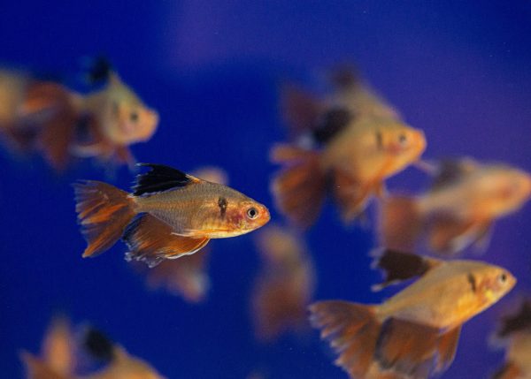 Here, a group of beautiful freshwater fish happily swim in the water. (Photo Credit: Davi Magalhães / Unsplash)