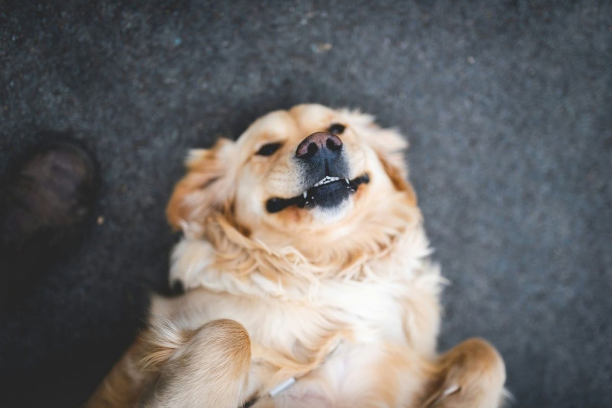 Here is a photo of a golden retriever having fun. (Photo Credit: Stephen Andrews / Unsplash)