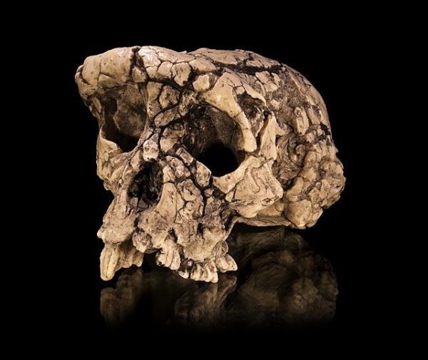 Pictured is Sahelanthropus tchadensis’ (TM 266-01-060-1) preserved cranium. (Photo Credit: Didier Descouens, CC BY-SA 4.0 , via Wikimedia Commons)

