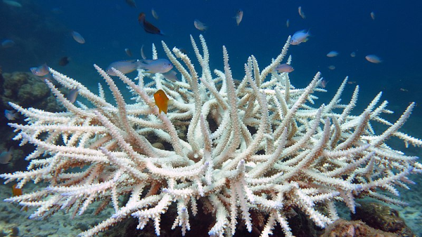 Some coral species are more endangered than others, with the Acropora, seen above, being listed as threatened. (Photo Credit: Vardhan Patankar, CC BY-SA 4.0 , via Wikimedia Commons)
