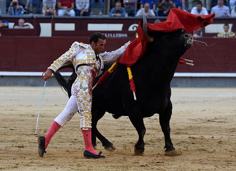 Spanish bullfighter Antonio Ferrara executes a “pase de pecho,” a common pass in which the bullfighter extends the muleta over the bull, from its horns to its tail. (Photo Credit: Muriel Feiner, CC BY-SA 4.0 , via Wikimedia Commons)