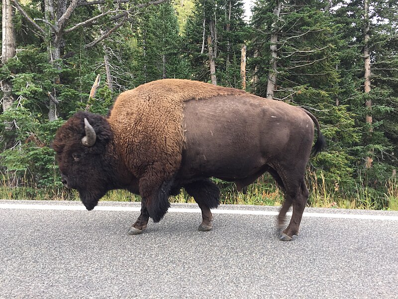 Bison have been growing more accustomed to the presence of visitors, which poses a threat to humans and wildlife alike. (Photo Credit: PLBechly, CC BY-SA 4.0 , via Wikimedia Commons)
