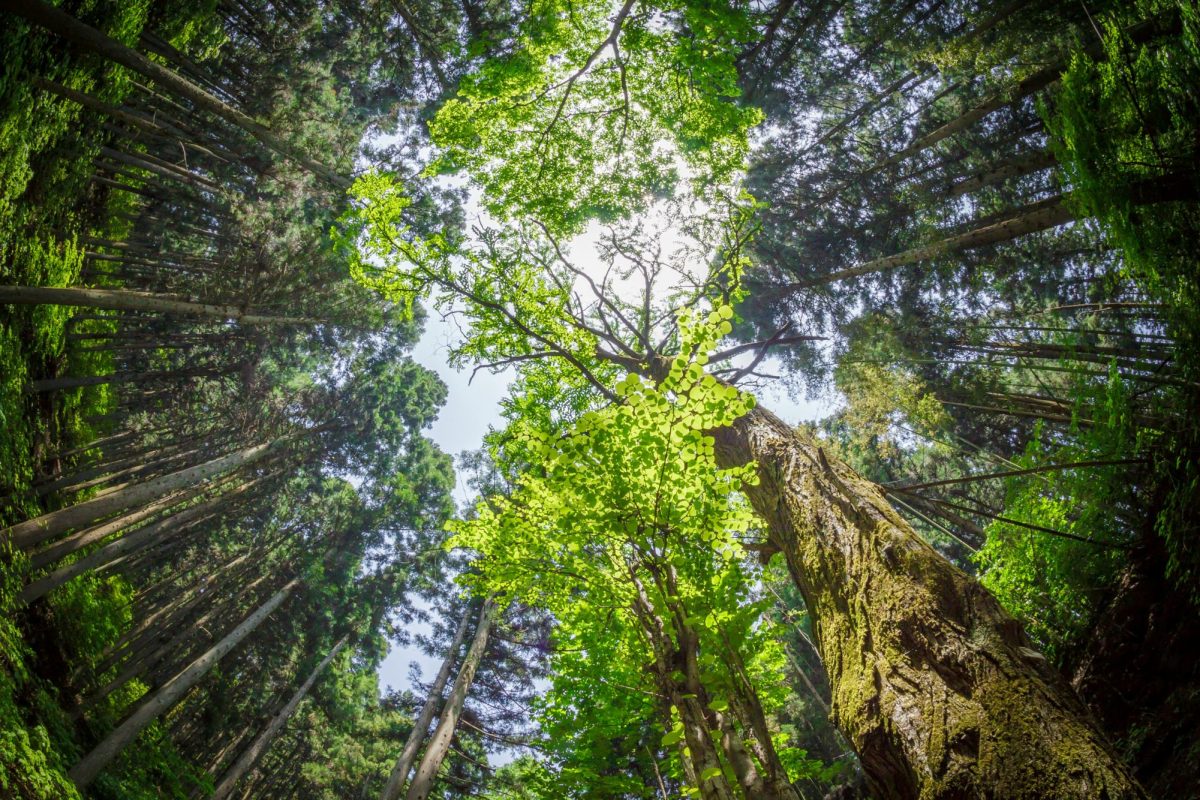 Spending time in natural environments has been shown to boost mental health, but why? Research shows that outdoor activities reduce stress and anxiety, elevate moods, and promote mindfulness. (Photo Credit: Mitsuo Komoriya / Unsplash)