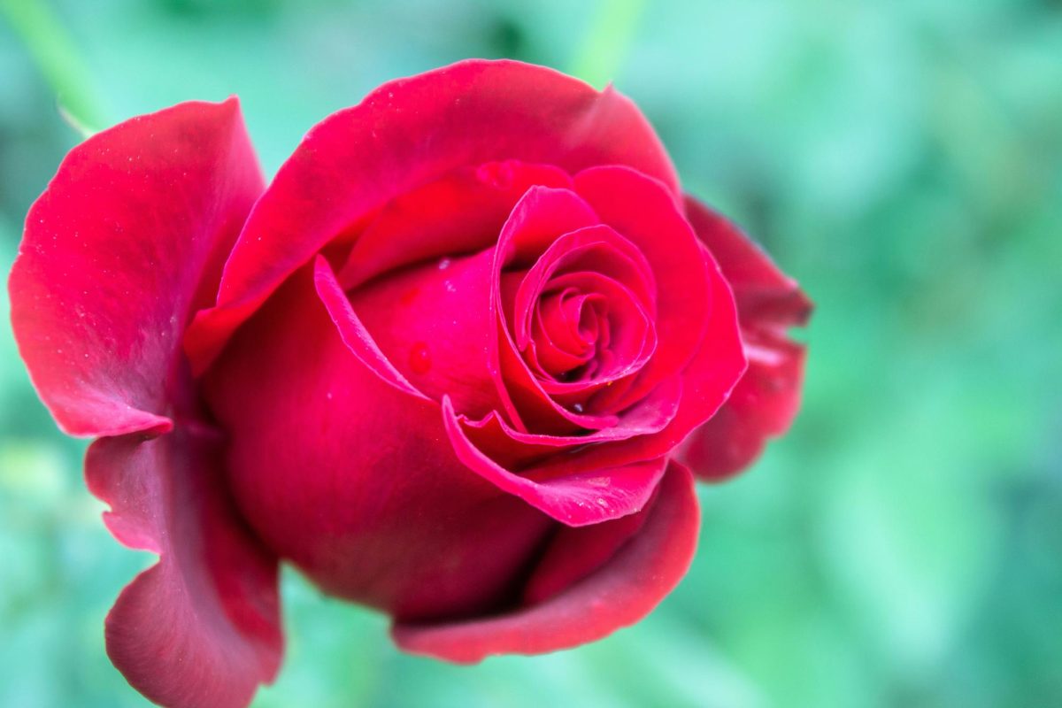 A darling rose -- no introduction is needed. (Photo Credit: Reanimated Man X / Unsplash)