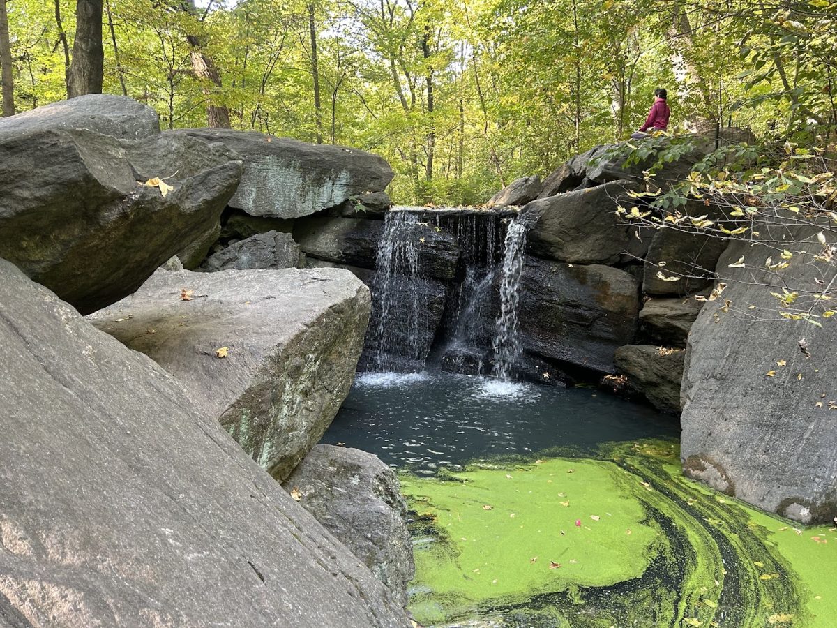 Central Park is home to countless waterfalls of varying sizes, drawing many who seek to immerse themselves and meditate within nature’s tranquility.