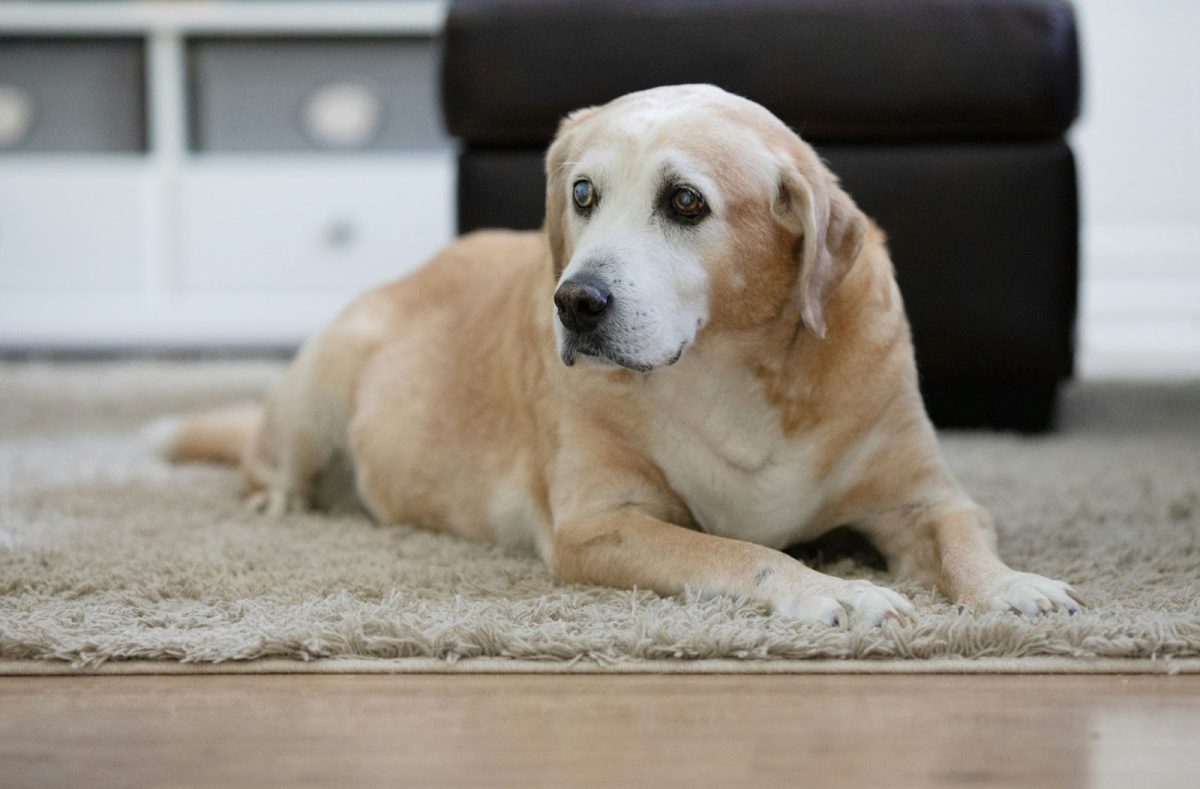 A seemingly drowsy elderly yellow Labrador Retriever rests on a carpeted floors. (Photo Credit: Reba Spike / Unsplash)