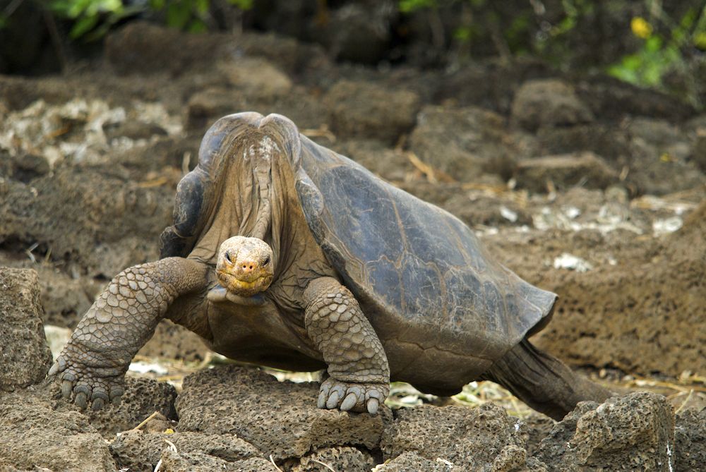 Here, the last remaining Pinta Island Tortoise, Lonesome George, roams over the rocks in 2008. Sadly, he passed away in 2012 bringing his species to an end. (Photo Credit: Arturo de Frias Marques, CC BY-SA 3.0 , via Wikimedia Commons)